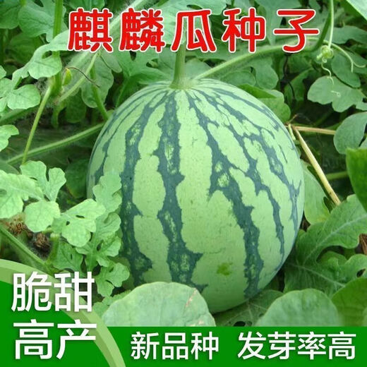 Qizhe 8424 Kirin few-seeded watermelon seeds, seedless, extra large, high-yielding, giant sweet king, southern four-season vegetable and fruit seeds, Kirin Prince watermelon selection 50 capsules/5 packs + chemical fertilizer