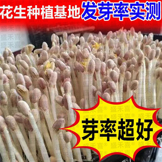 Super peanut seed original species Luhua No. 9, thin-shelled, short-stem, early-maturing and high-oil, new species from the Academy of Agricultural Sciences, drought-resistant bud rate, bud rate and yield are guaranteed Luhua No. 9 1Jin Jin is equal to 0.5 kg