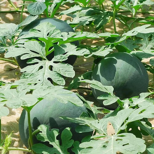 Qizhe seedless watermelon seeds with black skin and red flesh, extra large lazy super sweet giant seedless watermelon fruit seeds with crack-resistant melon, rock sugar melon 1 pack + black skin seedless watermelon 1 pack