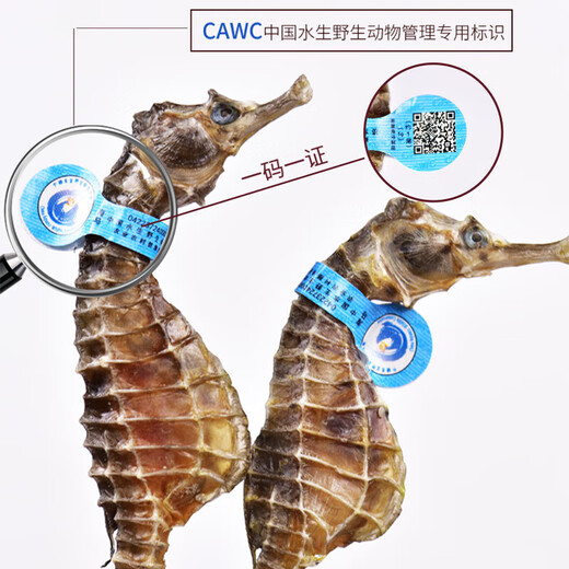 鹿年堂海马1对2克公母两只 干货 男性滋补泡酒组合 营养煲汤材料
