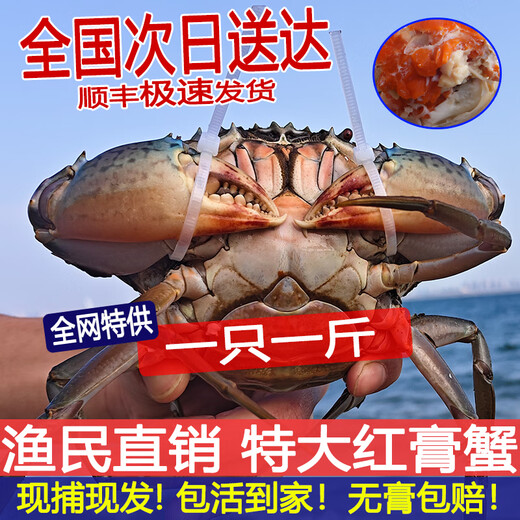 Dongshan Island fresh red mud crab, Fujian wild special red sturgeon, whole female, large oyster midge, butter crab, seafood gift box, male and female, 3-5 pieces, 2Jin Jin equals 0.5kg, net weight