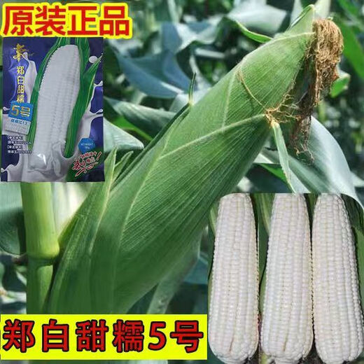Zhengbai Tiannuo No. 5 waxy corn seed high-yielding non-GMO corn seed fruit corn seed big stick original 100g bag