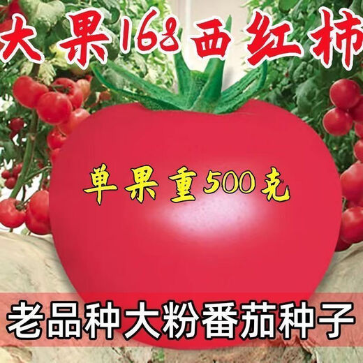 Big fruit 168 tomato seeds super sweet heat-resistant old variety tomato seeds high yield southern big fruit tomato seeds DF5562 original high yield new species 1000