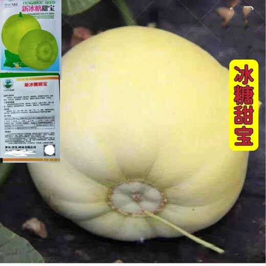 Japanese sweet treasure melon seeds extra large white seeds spring four seasons sweet treasure melon seeds 37/WC special offer 2 packs about 200 seeds