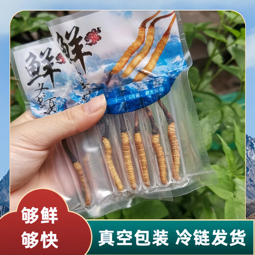 [2025 Erste Stoppeln frisches Gras] Frisch Cordyceps natürlicher frischer Cordyceps Echtes frisches Gras Ernährung tibetaner frisches Gras 1,0-1,2 Gramm/Stück 30 Stücke von 2 Stück Cordyceps geliefert von SF Express