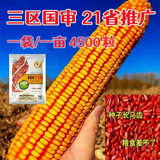 Twin autumn corn, high yield, nationally approved big stick corn seed, lodging and drought resistant seed, can be planted in Yunnan, Guizhou and Sichuan. NK718 2.9Jin Jin is equal to 0.5kg. It can be planted in one acre.