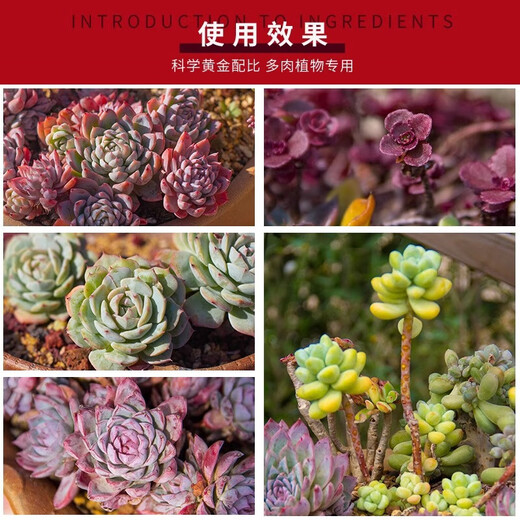 Captain Succulent Nutrient Soil Special Granular Soil for Planting Flowers and Potted Plants Universal Colored Stone Peat Flower Soil Paving Stone Adult Plant Soil 50% Granular Soil 5Jin Jin is equal to 0.5 kg
