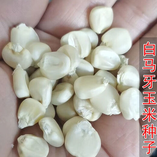 In the 1970s, old varieties of corn, white horse teeth corn seeds, traditional farmers can save stupid corn, old varieties of white corn seeds 100 grams