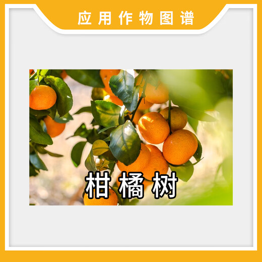 Yun Tianfeng 5% Benzylaminopurine Citrus Cytokinin Flower Bud Differentiation Regulator Fruit Growth Regulator 100g