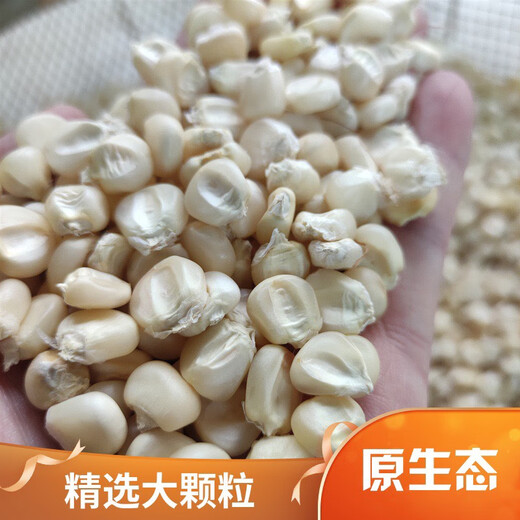 In the 1970s, old varieties of corn, white horse teeth corn seeds, traditional farmers can save stupid corn, old varieties of white corn seeds 100 grams