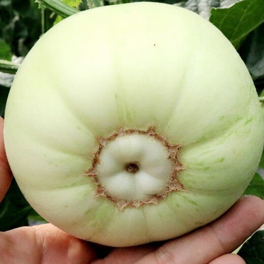 Japanese sweet treasure melon seeds extra large white seeds spring four seasons sweet treasure melon seeds 37/WC special offer 2 packs about 200 seeds