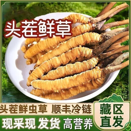 Frischer Cordyceps sinensis erste Stoppeln frisches Gras Echtes großer Größe 2025 Kopf Frischgras SF Express Kaltkette Ursprung Gerade Haar Tibet Frisch Cordyceps 0,6-0,7 Gramm pro Packung 20 Stück