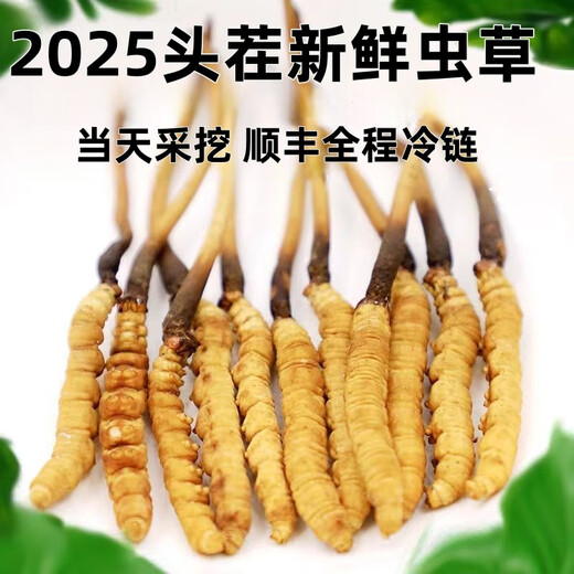 2025 Fresh Cordyceps Head Period Authentic Fresh Cordyceps Selection of Fresh Grass Big Grass SF Express Cold Chain Production Directly Haired. Tibet Nagqu Fresh Cordyceps 0.8 grams each pack of 20 pieces