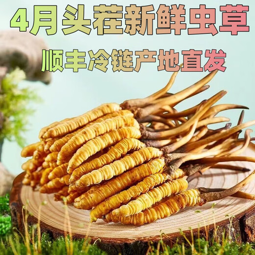Cordyceps frais Sinensis Verrouillage sous vide Emballage frais Sf Express Chaîne froide Origine directe des cheveux directs Big Gras