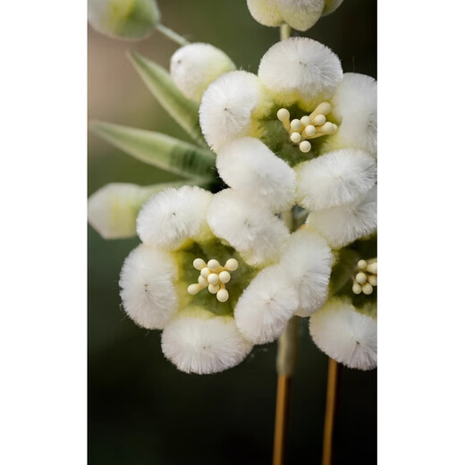 Shiyun velvet flower brooch Yangzhou same intangible cultural heritage handmade green plum pine needle headdress Valentine's Day gift for girlfriend hair accessories (not supported for 7 days without reason)
