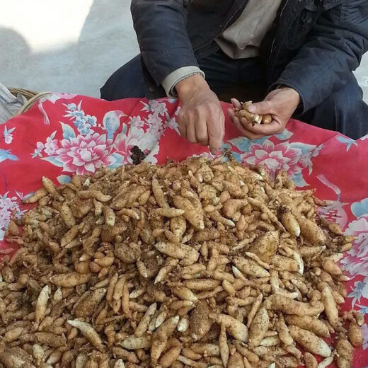 Gastrodia seeds 0th generation Gastrodia 1st generation Gastrodia seedlings Gastrodia seeds four seasons planting ground potted Gastrodia granular seeds 101 grains + rooting fertilizer