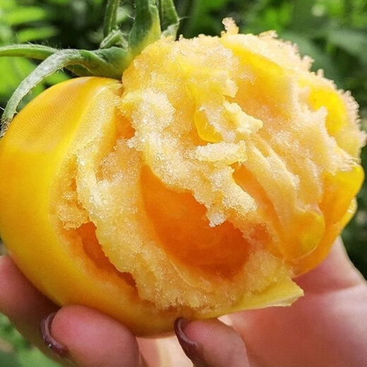 Rhubarb persimmon seeds, yellow tomato seeds, yellow imperial concubine tomato seeds, Northeast large fruit spring vegetable seeds, rhubarb tomato seeds/pack, about 200 capsules, 1 pack