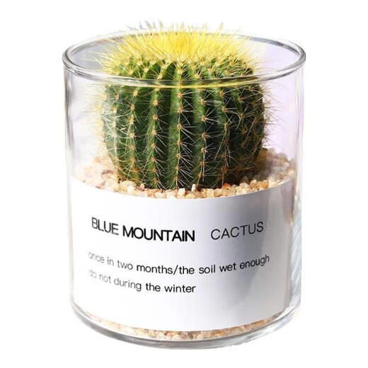 Succulent plant cactus potted indoor succulent cactus small potted flowering cute desktop green plant gold crown + glass pot + gold sand + nutrient soil with pot