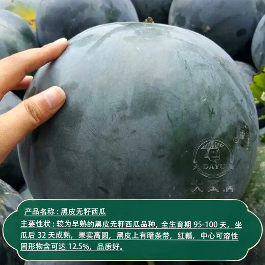 Dayu Lazy Man Watermelon Seed Seedlings Extra Large Suitable for Early Maturing Lazy People in the South 8424 Kirin Melon Meidu Seedless Fruits and Vegetables Black Skin Seedless Watermelon Seeds 20 + Pollination Seeds