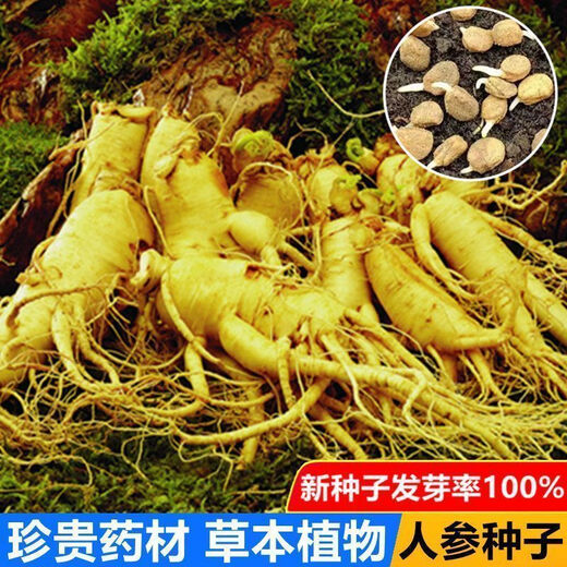 Changbai Mountain ginseng seeds are planted all year round in potted Northeastern American ginseng seeds, herbal medicinal seeds, 50 new seeds + fertilizer (100% germination rate)