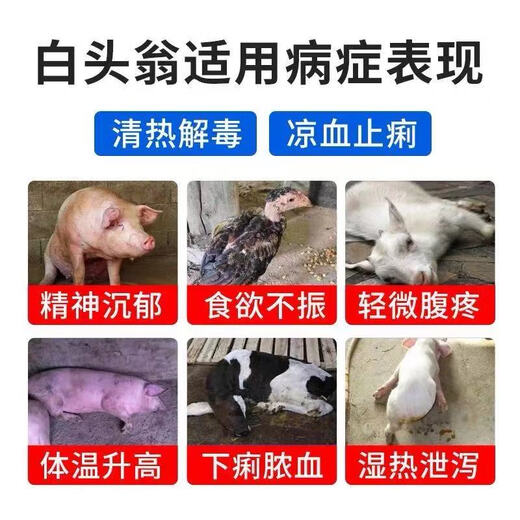 Fast selling Pulsatilla for animal use, pigs, cattle and sheep, chicken, duck and goose anti-dysentery powder, Escherichia coli diarrhea and anti-dysentery feed additive 1 bag price