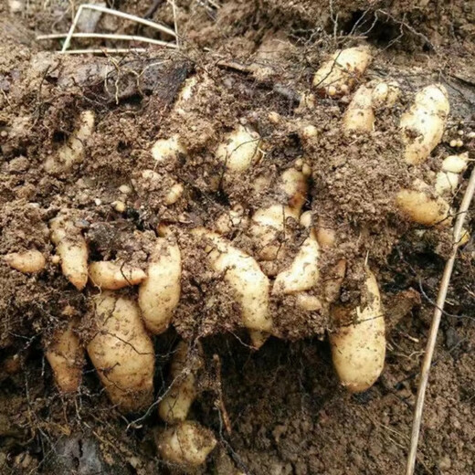 Gastrodia seeds 0th generation Gastrodia 1st generation Gastrodia seedlings Gastrodia seeds four seasons planting ground potted Gastrodia granular seeds 101 grains + rooting fertilizer