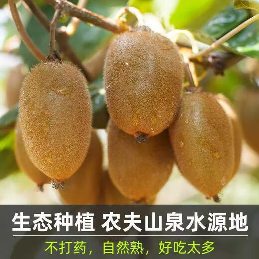 Qinling Alpine Xuxiang kiwi fruit, now picked and found, authentic kiwi green heart kiwi fruit, JD Express, with box 3 Jin Jin equals 0.5 kg, 15 pieces of medium fruit, 80-90g, net weight 1200g, picked and found now, damaged guarantee