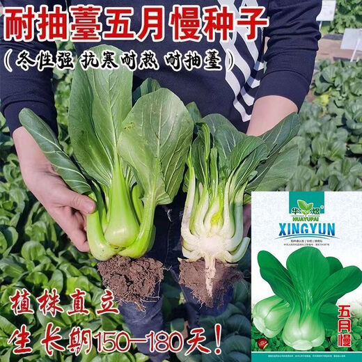 Shanghai green seeds for four seasons, small green vegetables, chicken feathers, fast vegetables, small cabbage, rape, heat, moisture and cold resistance, field use, original authentic May slow seeds, about 3600 capsules, 3 packs