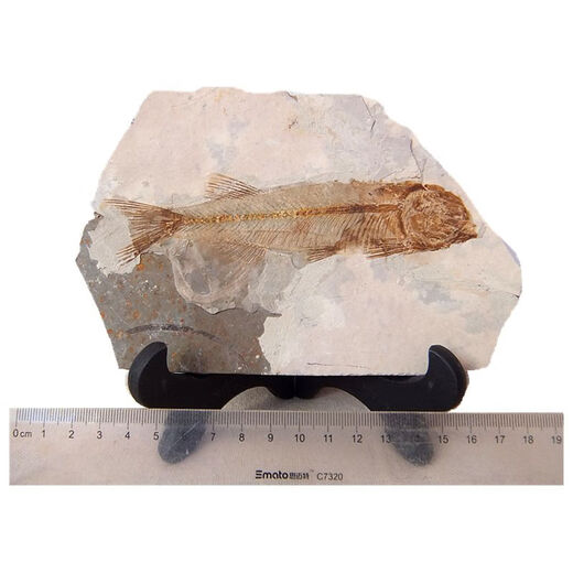2025 new Liaoxi natural wolf fin fish fossils placed in stone animals retro paleontology science popularization specimens DB1047 with bracket
