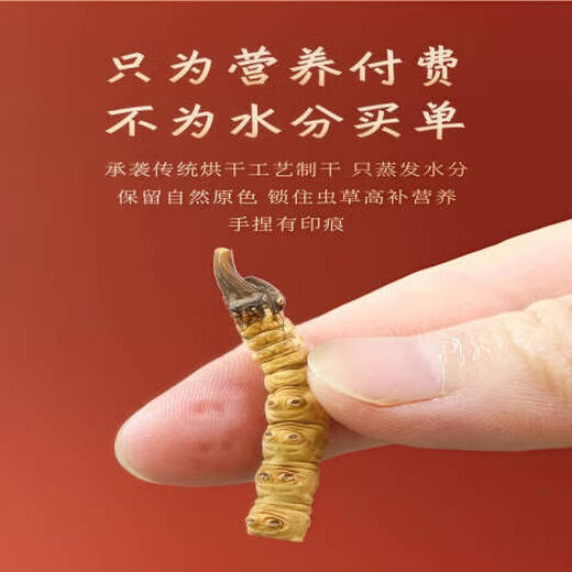 北京同仁堂胖东来同品质【支持质检】10克大断草正宗冬虫夏草断草虫草断草自 100克装送10克发110克
