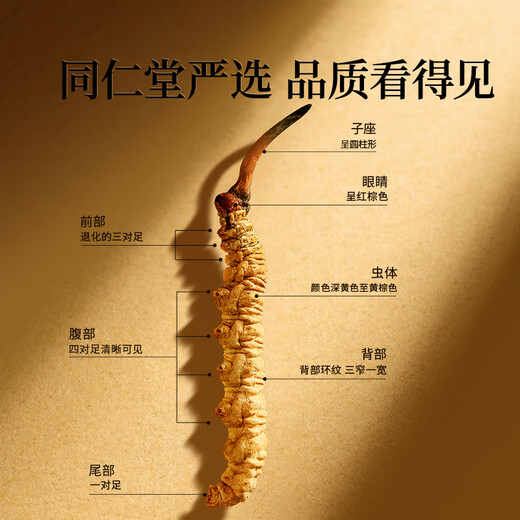 同仁堂品牌冬虫夏草约4根/g5g约20根年虫草礼盒高端送人父母北京同仁堂