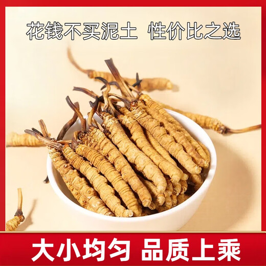 Новая сушящая подарочная подарочная коробка Cordyceps от Kangsil Authentic Dired Cordycess, чтобы подарить подарки для питания и питания качества отбора Cordyceps для старейшин Tibet Nagqu Cordyceps около 3 корней/грамм 40 корней (подарочная коробка)