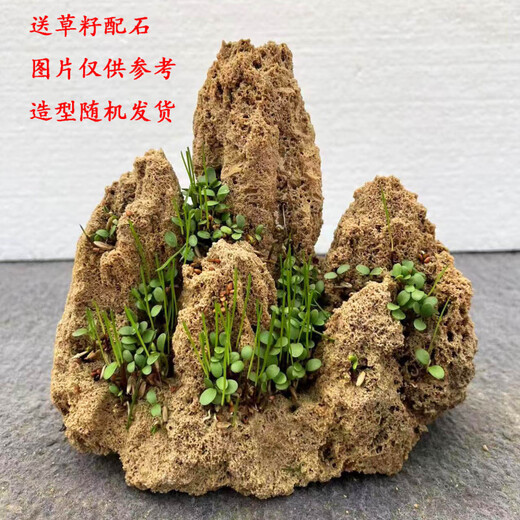 Fine small water stone bonsai rockery absorbent stone micro landscape decoration strange stone ornaments natural raw stone water rust stone 21-24cm stone + tray with grass seed gravel