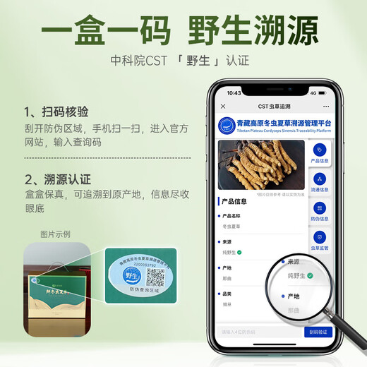 Guokuntang [Academy chinoise des sciences traçabilité] Cordyceps frais Sinensis Nagqu, Tibet. Boîte-cadeau Wild Souchue First Cordyceps Nagqu Nagqu Fresh Grass 0,8-1,0 g / Racine 100 Racines