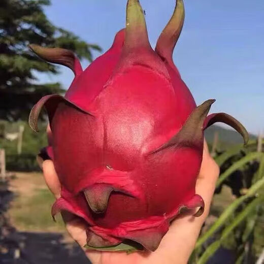 Dragon fruit seeds are easy to grow in the courtyard and balcony, indoor and outdoor potted plants for home planting of four seasons vegetables and fruits. Dragon fruit seeds, five packs, about 300 capsules