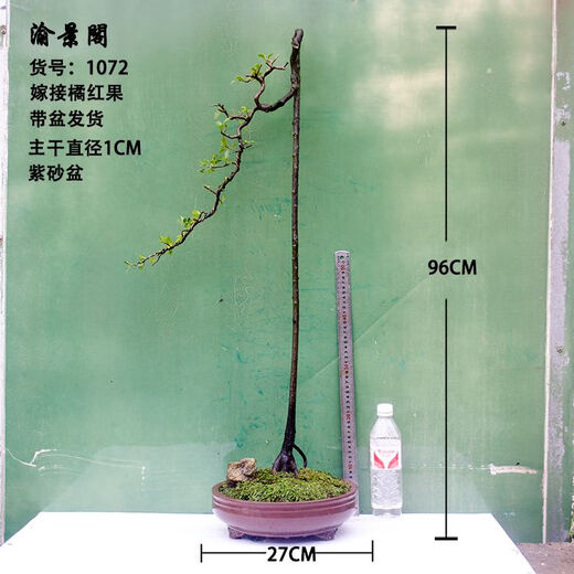 Sichuan golden marble grafting ripe pile Chongqing old pile fruit mother pile bonsai tree stump golden egg blood red fruit gourd fruit No. 1047 grafting 5 blood red fruit Delivery with pots Good for planting with pots