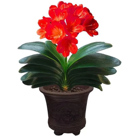 Four Seasons Clivia potted plant with buds, old seedlings, large and small seedlings, flower plants, indoor flowers and green plants, round-headed monks, Chinese red 9-11 leaves, flowering in the current year, 5 years old seedlings