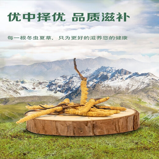 Cordyceps sinensis cordyceps sinensis tibetanische schneebedeckte cordyceps 2 Gramm Trockenwaren Cordyceps Geschenk 60 gute Produkte 60 Geschenkboxen [Spezifikationen 3 Gramm 1 Gramm]
