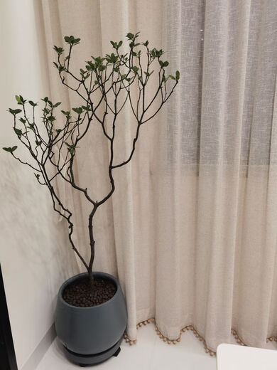 海岛春花石斑木海岛栀子花海岛石枫 海岛春花1098高约1.5米 不含盆