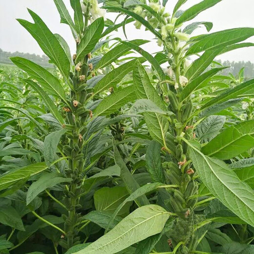 Семена черного кунжута, экстракции масла из семян белого кунжута, Академия сельскохозяйственных наук, гибрид, высокая маслянистая стабильная урожайность, низкий стебель, восьмигранная семенная основа, специальное пространство, черные гигантские семена кунжута, оригинальные 100 грамм, 1 пакетик