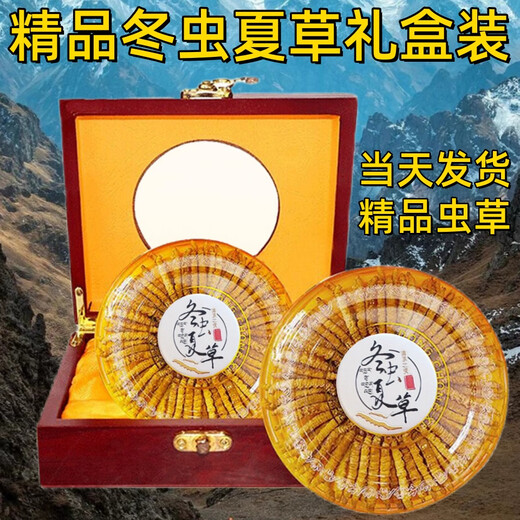 Cordyceps gift box 2025 first stubble new dried cordyceps authentic guaranteed to ship authentic Tibetan cordyceps on the same day. Tibet fine cordyceps 2 pieces 1 gram 30 pieces