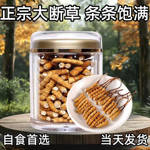 冬虫夏草大断草藏区精品断虫草自食优惠当天发货2025头期断虫草 藏区精品大断草10克装