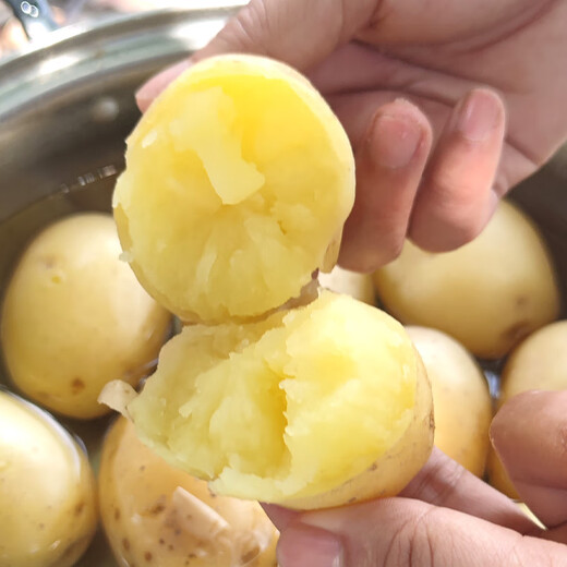 Banshu Fresh Potatoes Guizhou Specialty Alpine Potatoes Potatoes Yellow Skin Yellow Heart Potatoes Farm Homegrown Vegetables Yellow Skin Potatoes 5Jin Jin equals 0.5kg (net weight)