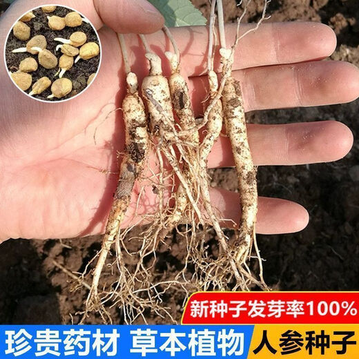 Changbai Mountain ginseng seeds are planted all year round in potted Northeastern American ginseng seeds, herbal medicinal seeds, 50 new seeds + fertilizer (100% germination rate)