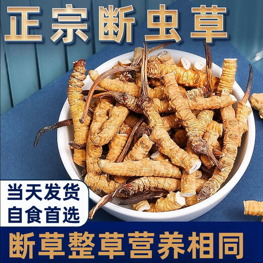 Cordyceps sinensis gebrochenes Gras Cordyceps hohe Höhe Cordyceps sinensis authentisch Cordycep