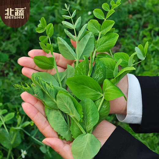 Beishu Pea Tip Seeds Needless Pea Sprouts Large Leaf Spring Four Seasons Rapeseed Needless Pea Tip Seeds 100g