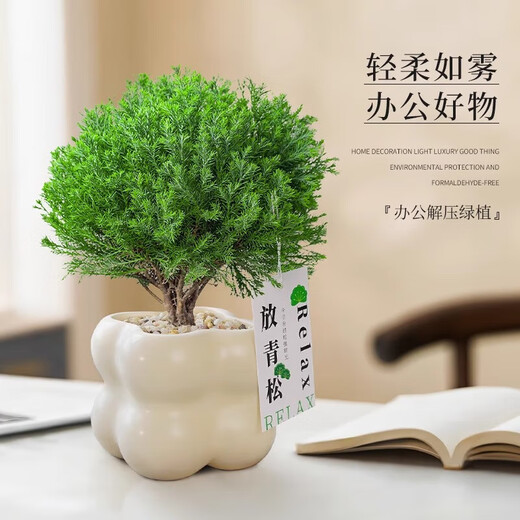 Green pine, green plant, mist pine, indoor small potted rime, office desktop, relax, plant ornaments for all seasons, mist pine + tiramisu pot + relax card, free tray + paving stone