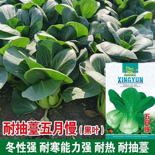 Shanghai green seeds for four seasons, small green vegetables, chicken feathers, fast vegetables, small cabbage, rape, heat, moisture and cold resistance, field use, original authentic May slow seeds, about 3600 capsules, 3 packs