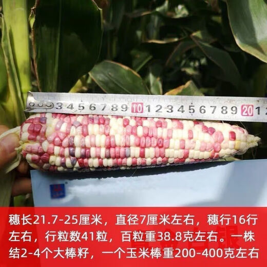 National Approval Super Sweet Colorful Waxy Corn Seeds Flowery Waxy Corn Seeds Colorful Cloud Sweet Waxy Corn Farmers High Yield National Approval Colorful Waxy Corn Seeds 2 Packs About 100 Grains