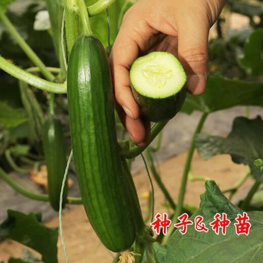 Mini fruit cucumber seeds, heat-resistant and high-yield, spring and summer small cucumber seeds, four-season balcony potted vegetable seeds, 10 thornless fruit cucumber seedlings